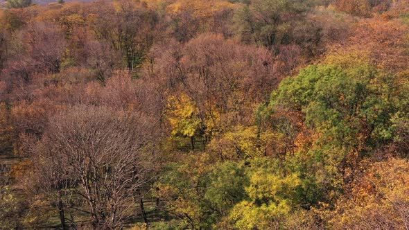 Top view of the autumn trees in a natural park