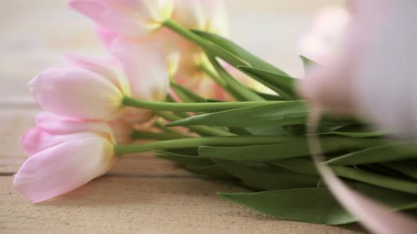 Light pink tulips on a wood background alt