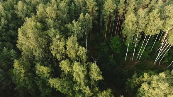 Early morning flight over mixed forest