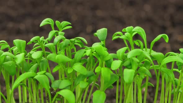Growing Plants Sprouts Germination Newborn Cress Salad Plant in Greenhouse Agriculture in Rapid alt