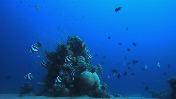 Marine Underwater Coral Garden alt