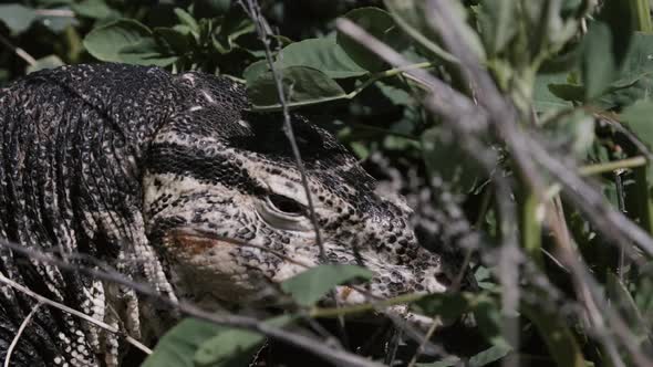 Asian water monitor giant lizard in the jungle alt