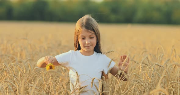 Pretty Girl Walks Through Tall Ears of Wheat