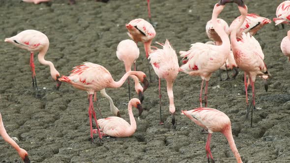 Adult Pink Lesser Flamingo birds fight between them selves over the mudflats around mangroves for pl alt