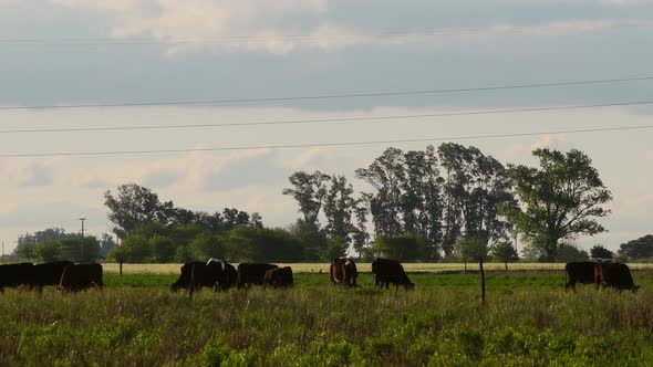 Cattle grazing late in the afternoon,with a grove in the background. alt