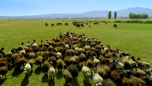 Running Flock of Sheeps