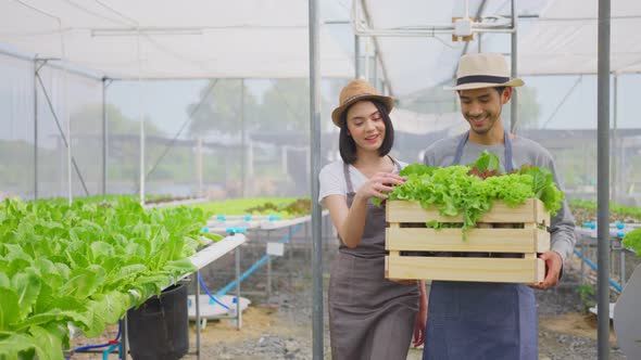 Two Asian attractive couple farmers working in vegetables hydroponic greenhouse farm with happiness. alt