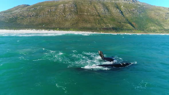 Aerial Shot of Southern Right Whales Playing with Kiteboarders in the Background