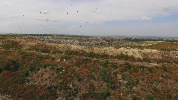 Birds Circling Above the Dump