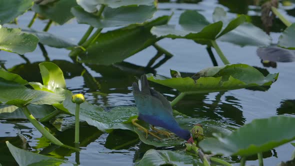 swamp bird purple gallinule eating vegetation super slow motion. alt
