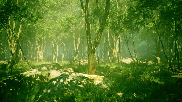 Roots of a Tree in a Misty Forest alt
