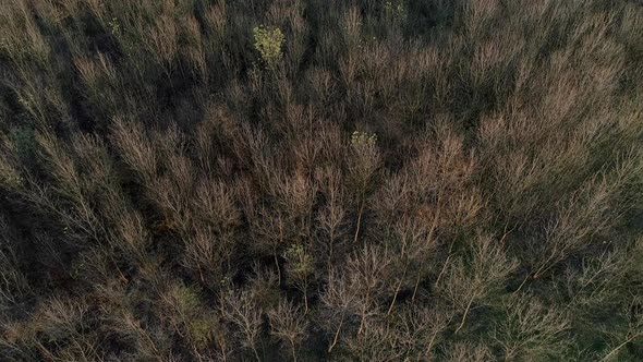 Forest Drone (2K) alt