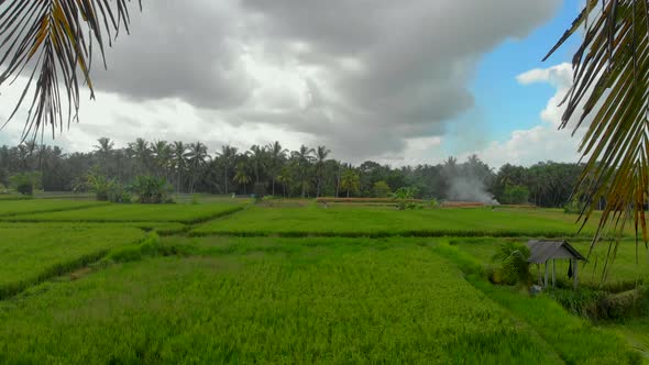 Beautiful Aerial Shot of a Green Rice Field Surrounded with Palm Trees alt