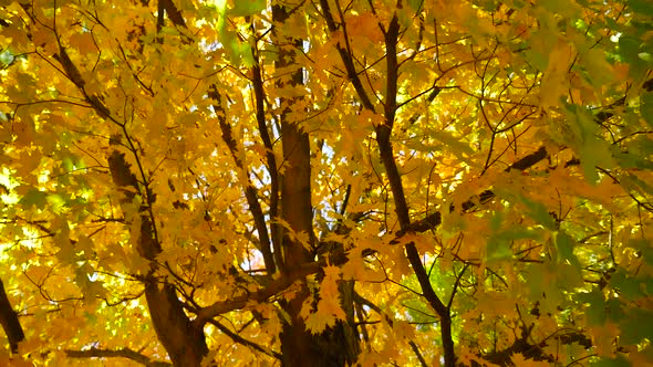 Large Tree With Colorful Leaves In The Fall