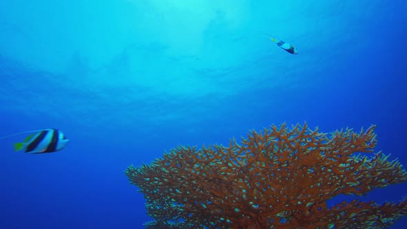 Blue Water background alt