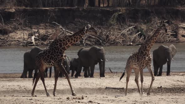 Giraffes Walking in Super Slow Motion Near River