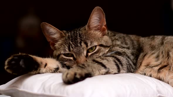 Portrait of a European Shorthair cat resting on a cushion, a medium shot against a dark, blured out alt