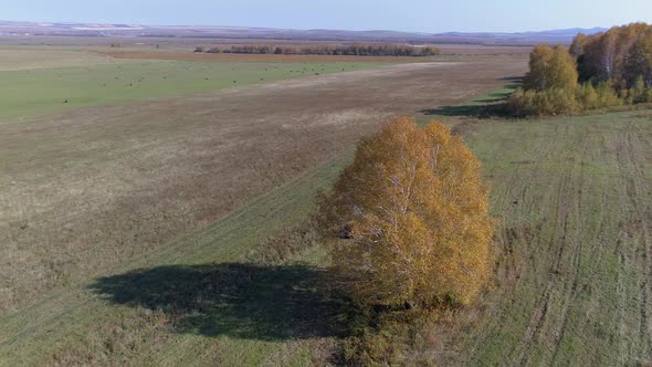 Flying Around Autumn Tree alt