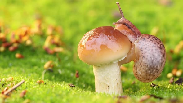 Close-up of a Snail Slowly Creeping in the Sunset Sunlight. alt