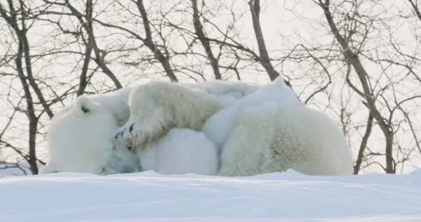 Polar Bear sow and two cubs sleeping in the snow. Sow lifts paw and places on top of cub. alt