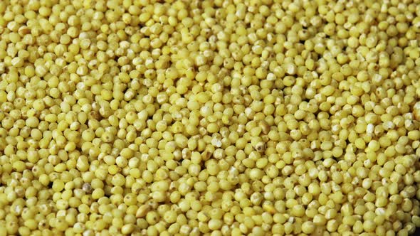 Millet Groats Closeup Rotates As a Background for a Restaurant Wheatgrass Backdrop Popularly Called alt