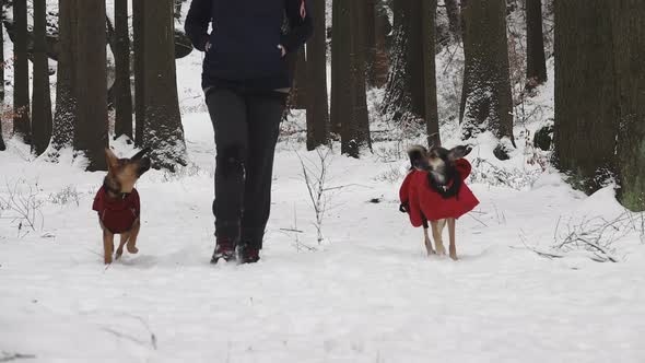 Woman walking her dogs in the winter in the woods alt