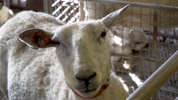 White sheep with red collar looking to camera inside sheep house alt