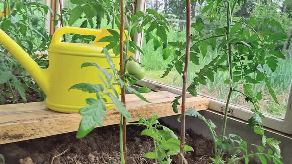 Beds in a Greenhouse with Young Tomato Bushes Yellow Watering Cans for Watering in Spring