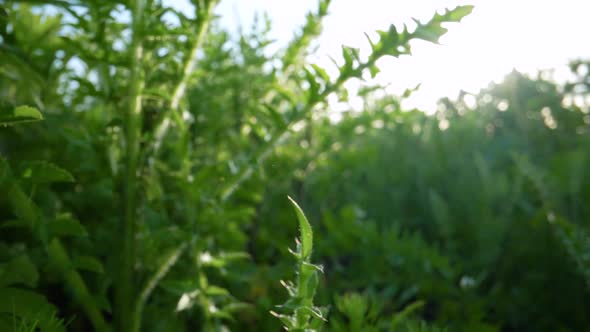 The Spiny Weed Grows Wild, Stock Footage | VideoHive