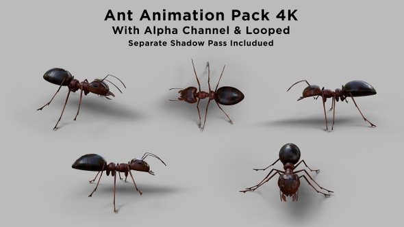 Ant Pack 4K