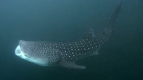 Whale Shark Swimming in the Waters of the Caribbean Sea