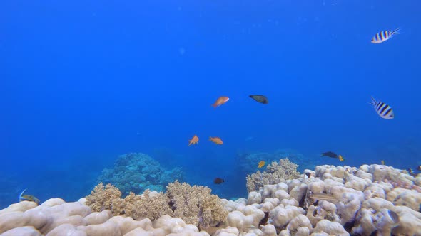 Reef Coral Tropical Garden Blue Orange alt