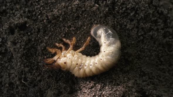 Maggot Moving on Ground, June Beetle Metamorphosis, Destructive Insect Pest