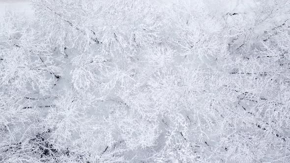 Winter Nature Forest Landscape alt