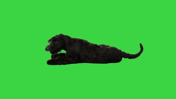 Giant Schnauzer Having Rest and Reacting on Someone Paying Attention on a Green Screen Chroma Key