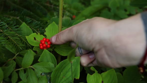 Hand Pick Cornus Canadensis Fruits alt