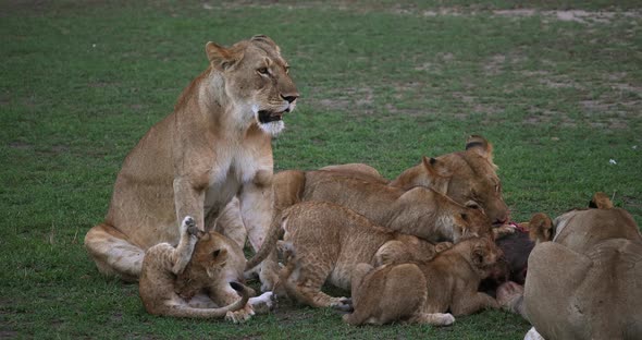 African Lion, panthera leo, Group with a Kill, a Wildebest, Masai Mara Park in Kenya, Real Time 4K alt