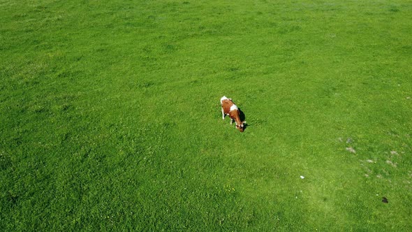 A Lonely Mottled Red Cow on a Lush Green Grassy Meadow in the Countryside