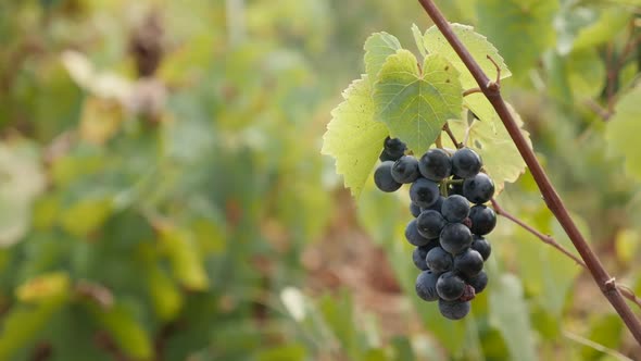 Seasonal Vitis vinifera fruit close-up  slow-mo 1920X1080 HD footage - Slow motion common grape in v alt
