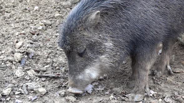 Wild boar - Pekari with white lips - Tayassu pecari digging snout into the ground alt