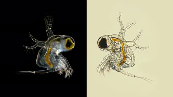 zooplankton under a microscope, the predatory water flea Polyphemus pediculus alt