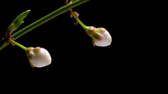 Time Lapse of Flowering Cherry Flowers alt