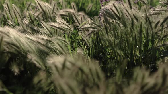 Panorama of a wheat field during dusk alt