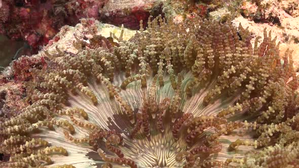 Young Clark's Anemonefish (Amphiprion clarkii) swimming in open anemone, close up shot alt