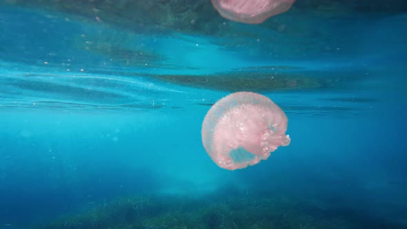 Little Jellyfish Swim Underwater in the Ocean alt