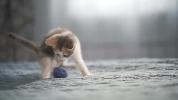 Funny Kitten Plays with a Small Ball of Threads in the Bedroom