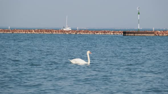 White Swan with a Red Beak Swims in the Mountain Lake Balaton in Summer alt