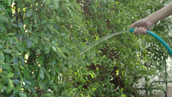 Watering a tree. Woman gardener with hose for watering the plants and trees in home garden. alt