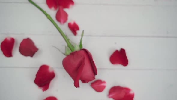 Dolly shot red rose on the table and petals are falling on white wood table