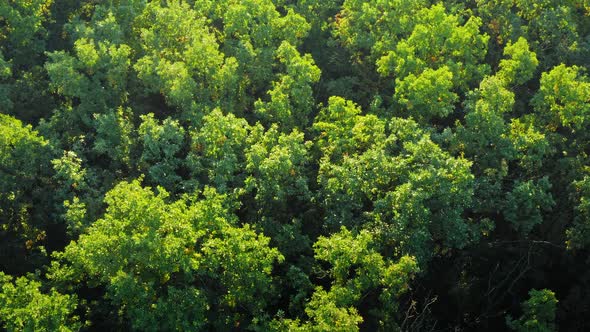 Green Forest Texture in Woodland alt